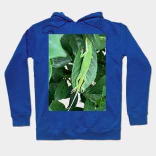 Green anole Hoodie